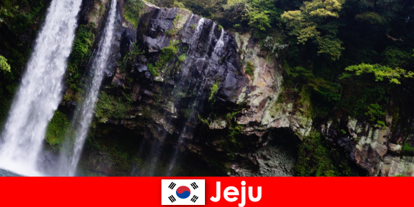 Чеджу в Південній Кореї субтропічний вулканічний острів з приголомшливими лісами для іноземців