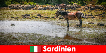 Досвід диких тварин і природи зблизька, як незнайомці в Сардинах Італії