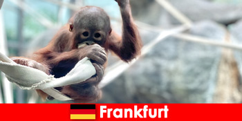 Франкфуртська сімейна прогулянка до другого найстарішого зоопарку Німеччини